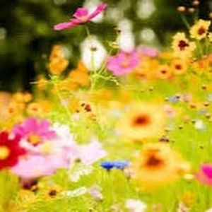 Meet your Posher, Rose